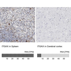 CD11c Antibody, Novus Biologicals 25 &mu;L; Unlabeled:Antibodies, Polyclonal